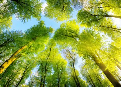 Climate Action Statement SmithGroup Trees Architecture Sustainable Design