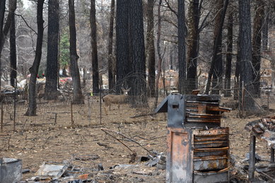 Campfire wildfires Paradise California