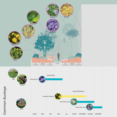 Graphic showing a native landscape concept for a building courtyard designed to provide butterfly and pollinator habitat