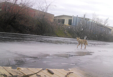 Camera trap photo of a coyote walking on a partially frozen river in Chicago
